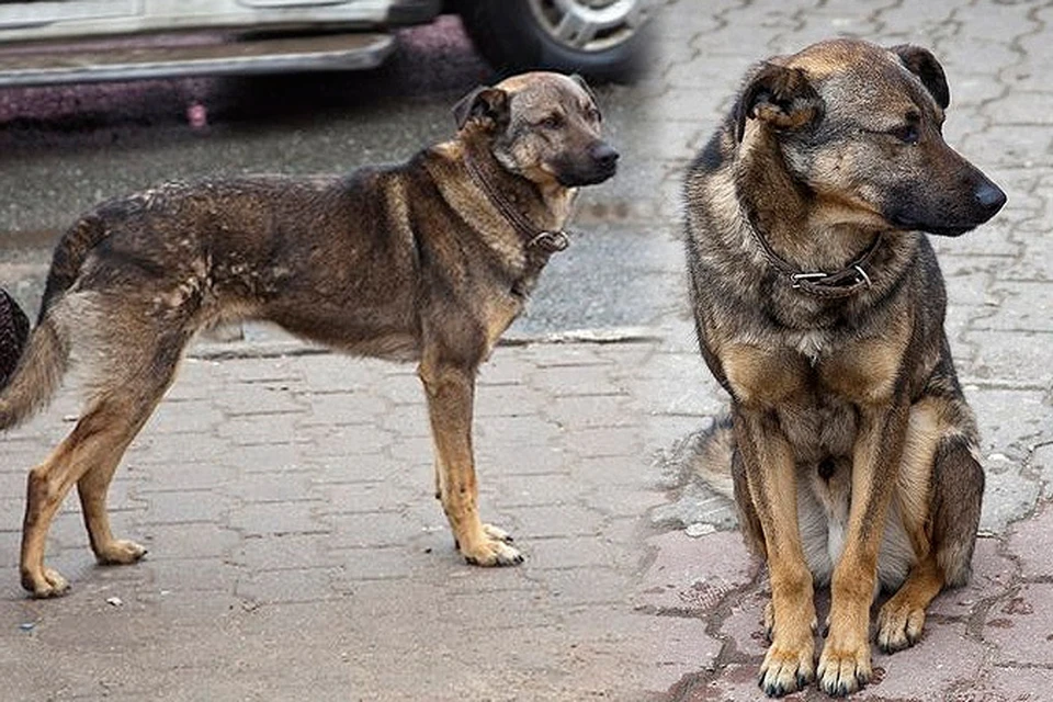 Собака почти 2 года ждала хозяина на остановке и стала местной знаменитостью пока кто-то не решил прикончить пса