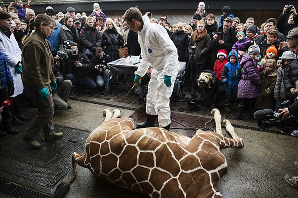 Когда же жираф умер, на глазах у тех же протестующих и посетителей, среди которых были и дети, служащие зоопарка вскрыли животное и разделали его на куски