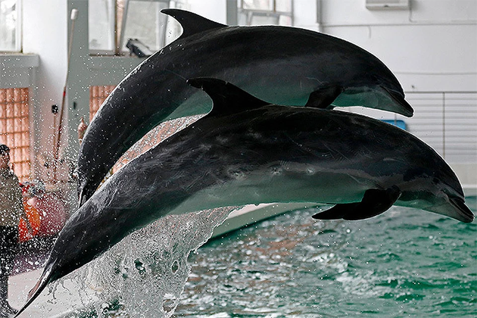В Дании на вскрытие дельфина пригласили детей