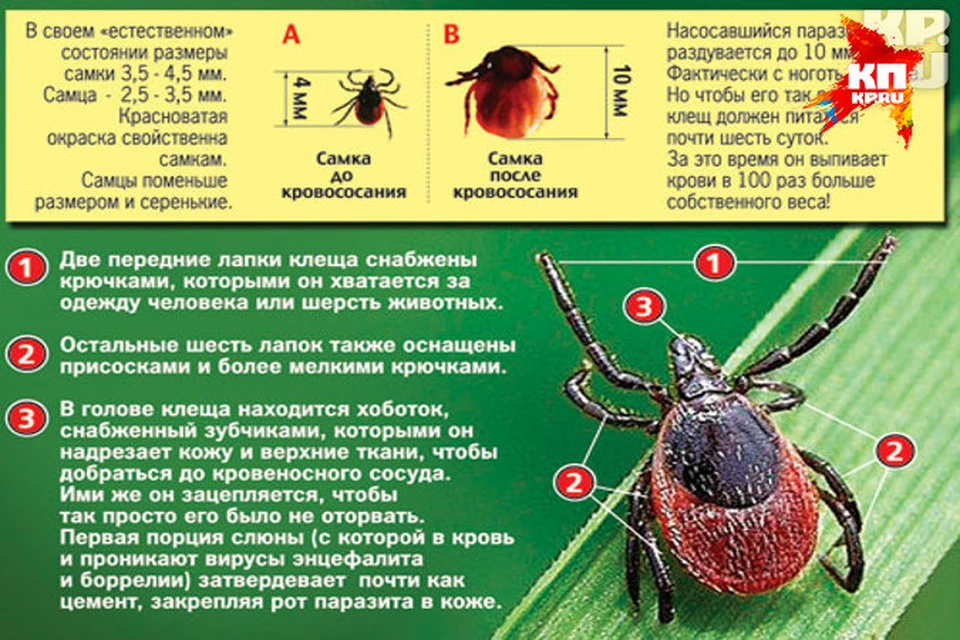 Администрация города Сельцо - Наиболее опасные для человека разновидности клещей