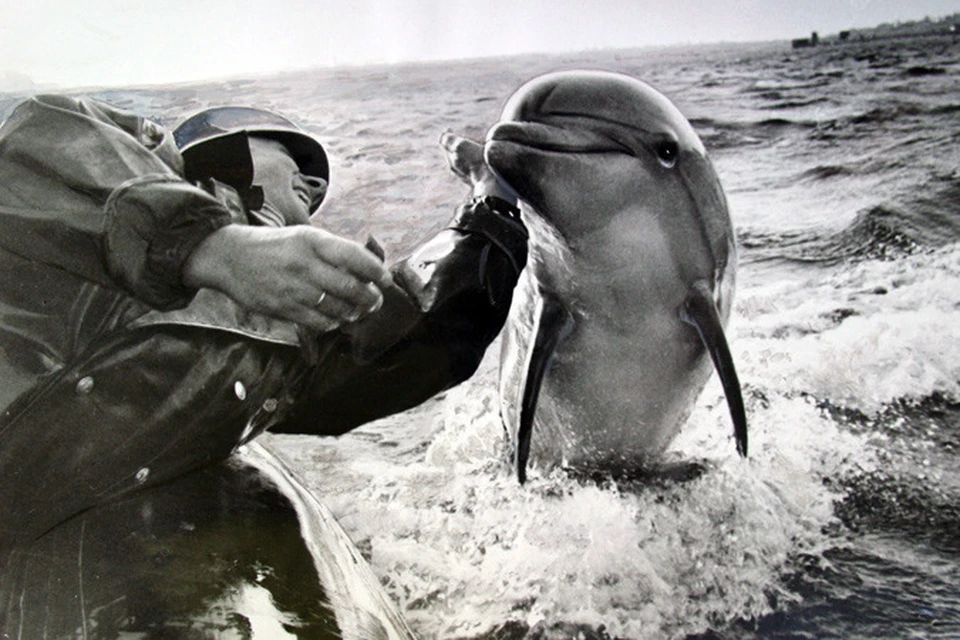 На снимке: инструктор Центра подготовки боевых дельфинов со своим «учеником»
