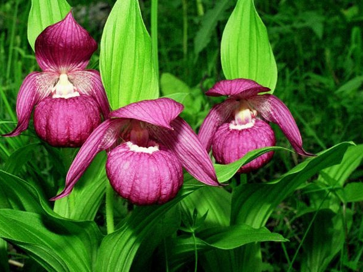 Лесная Орхидея Венерин башмачок