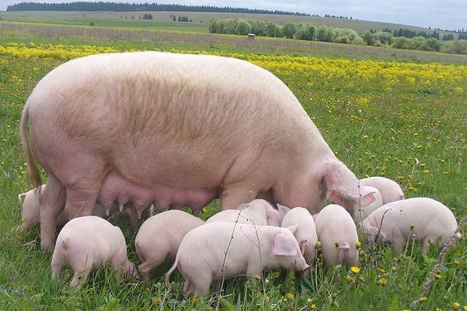 Принадлежит свинье. Свинья ландрас. Украинская Степная белая порода свиней. Мясная порода свиней ландрас. Эстонская беконная порода свиней.