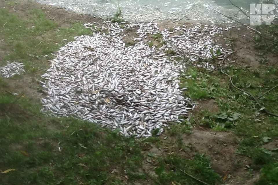 Погибшая рыба в озере у деревни Щитомиричи была везде – и в воде, и на берегу.