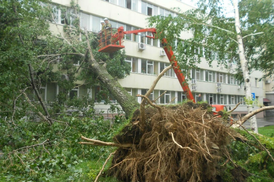 Одно из деревьев рухнуло на здание областного правительства