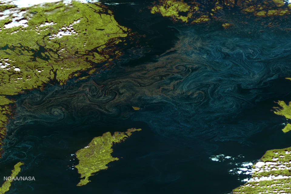 Снимок НАСА, на котором хорошо видно, насколько воды кишат фитопланктоном, содержащим токсичные цианобактерии.
