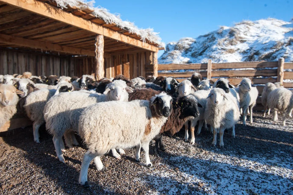 Этих барашков получил по программе "Социальная отара" фермер Бадмаев прошлой зимой. Фото Марка Агнора.
