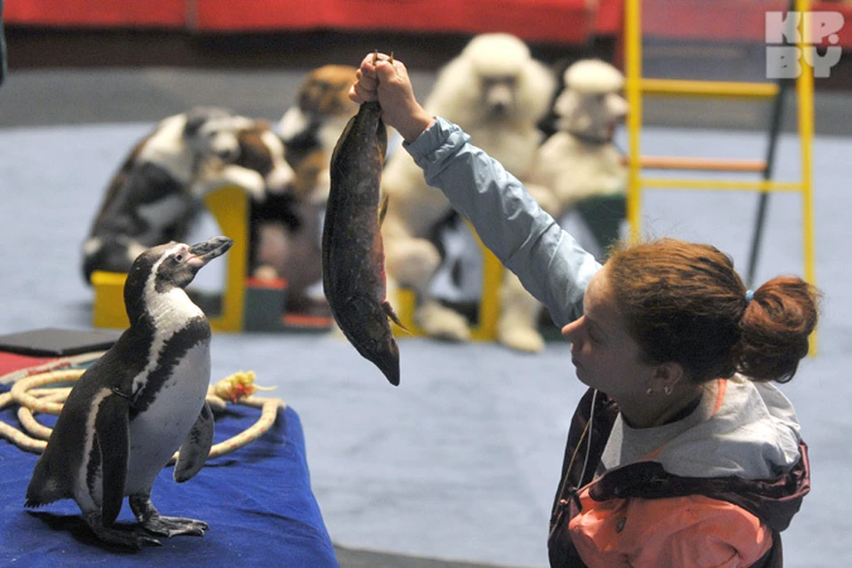 Фотограф "Комсомолки" накормил пингвинов щукой!