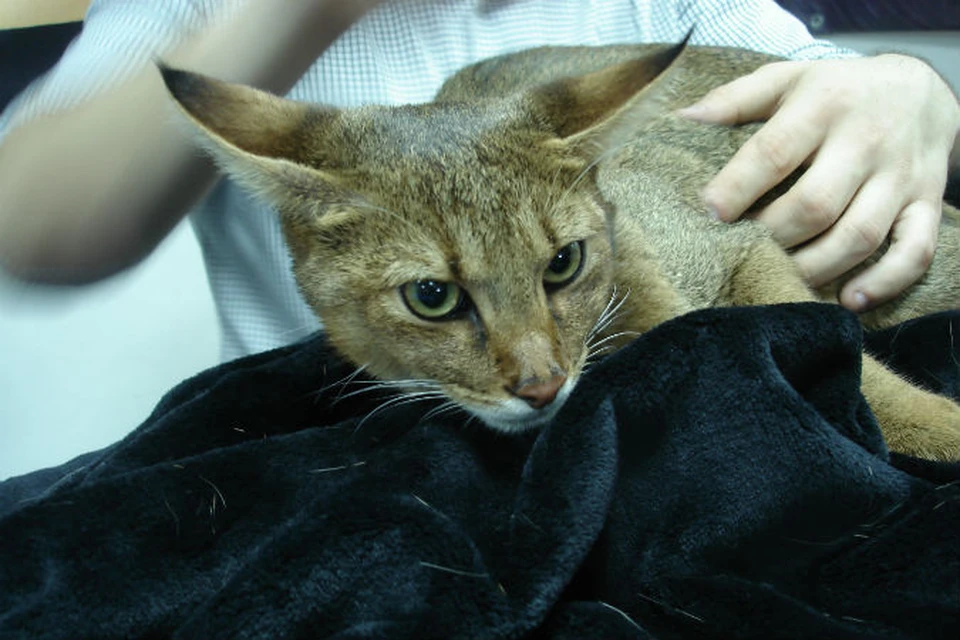В Магнитогорске живет самая редкая кошка в мире