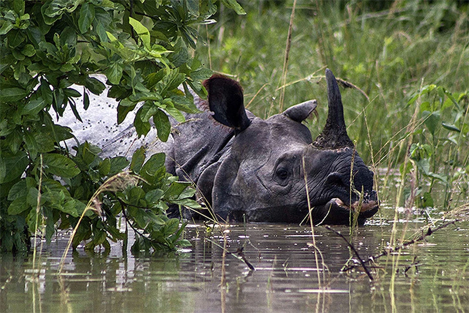От рук браконьеров пал почти каждый двадцатый носорог, живущий в Южной Африке