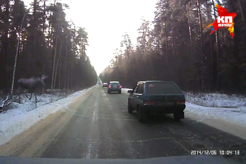 ДТП, которые провоцируют дикие звери, в Нижегородской области случаются не так уж и редко.