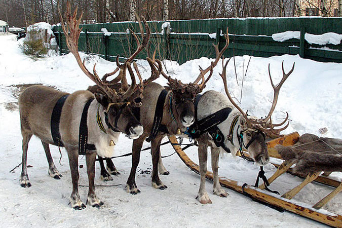На ферме можно покататься на оленьей упряжке