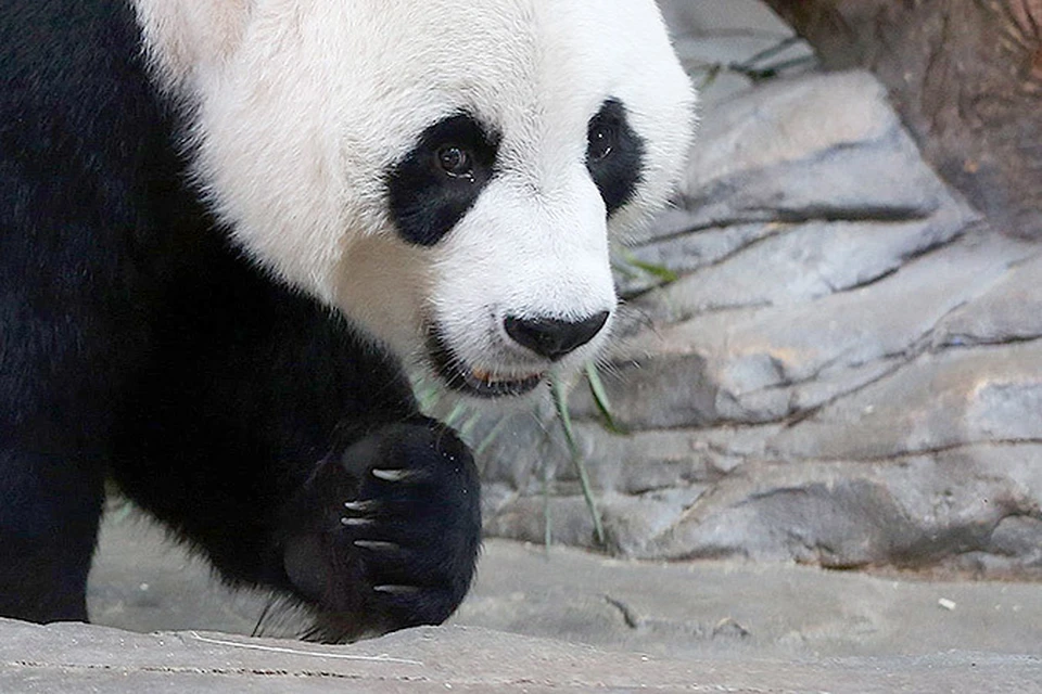 В Китае в центре редких животных начали умирать панды из-за эпидемии собачьей чумы