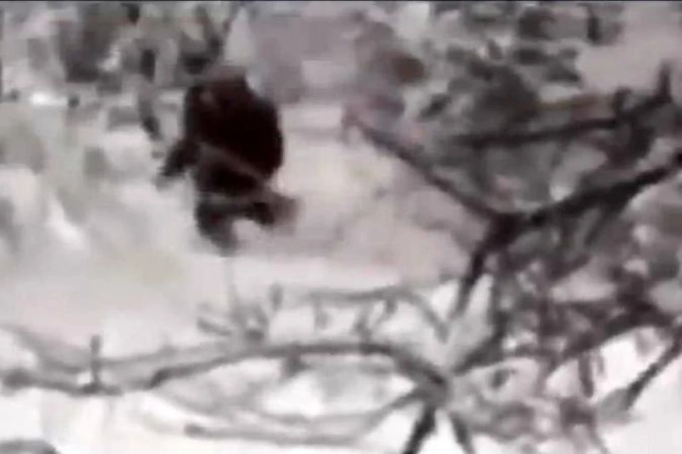Неизвестный прыгал по сугробам и скрылся за деревьями ФОТО: кадр видеоролика с сайта youtube