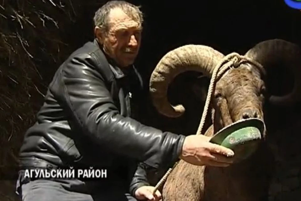 Пенсионер и спасенный им тур. Фото: телевидение Дагестана.