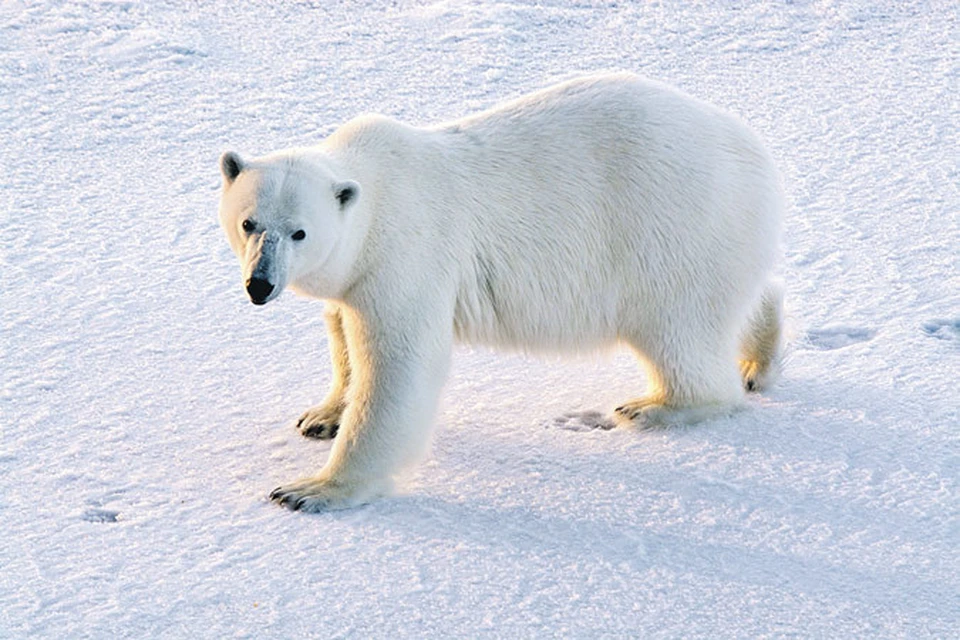 27 февраля - Международный день белого медведя.