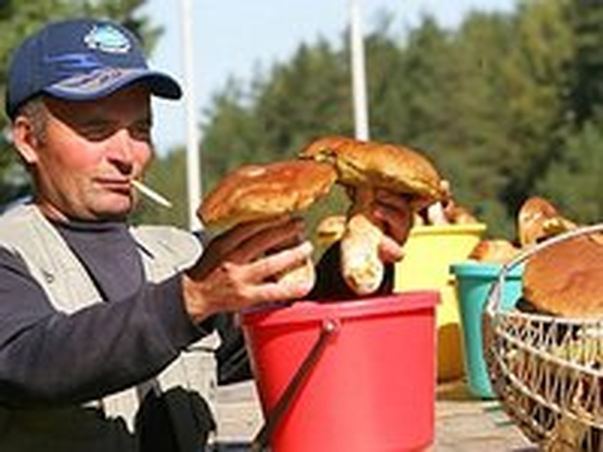 Как я делал деньги на грибах - KP.RU