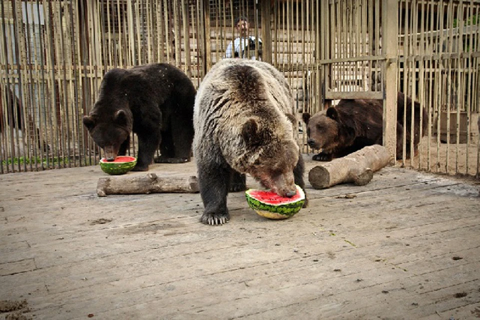 Сейчас в приюте "Хотеичи" живет около 40 медведей. Фото: "БИМ"