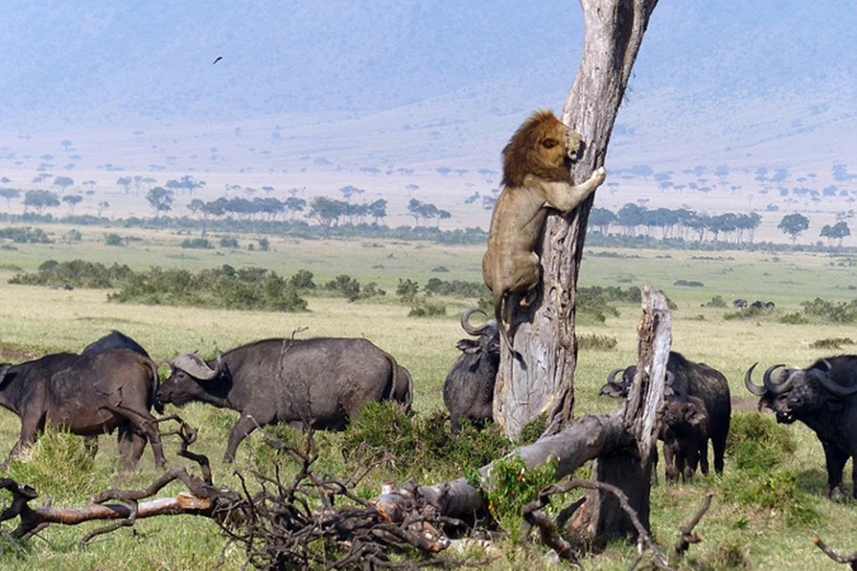 Испытать унижение по полной программе пришлось льву в Кении