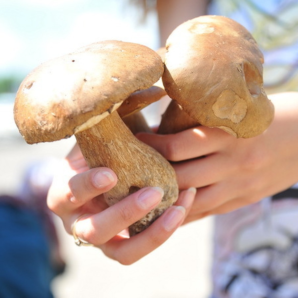 Съедобные грибы Татарстана