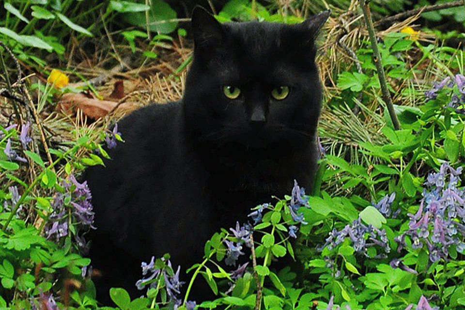 Пока у Маугли идет процесс адаптации