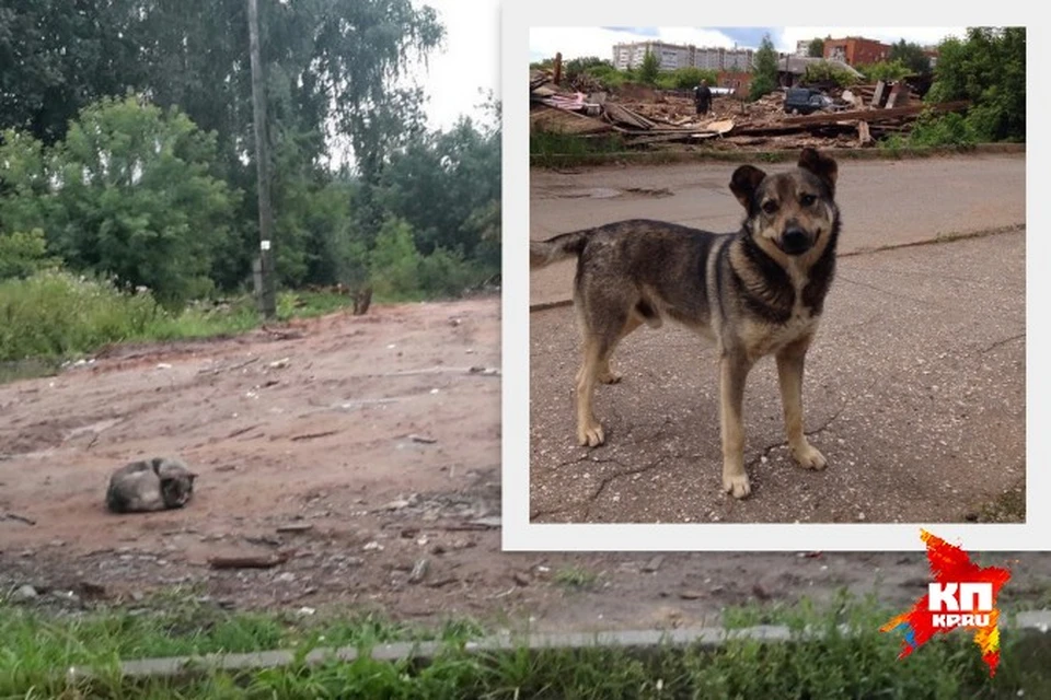 Ижевский Хатико: щенок три месяца ждет хозяев у разрушенного дома. Фото: vk.com/nikitanew