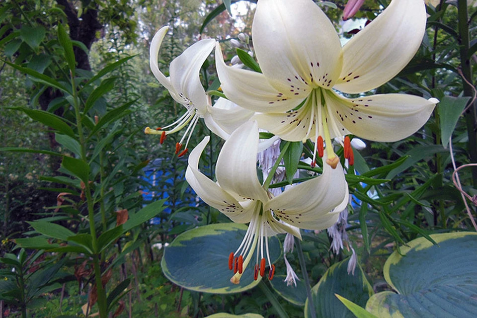 С 28 по 30 июля в Ботаническом саду МГУ пройдет выставка «Лилии июля».