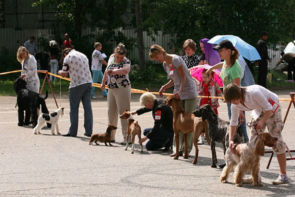 Первые выставки собак. Выставка собак в Орле 20.08. На выставке собак. Мероприятия с собаками. Выставка собак на улице.