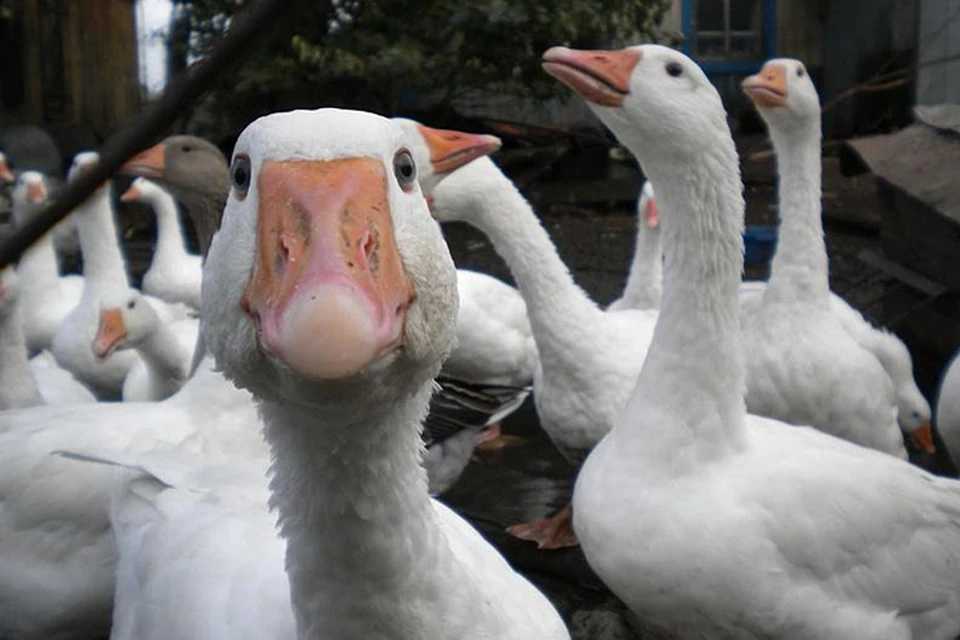 Это ж надо было, братцы, из Европы втихаря целой группой к нам пробраться! Бандой, проще говоря