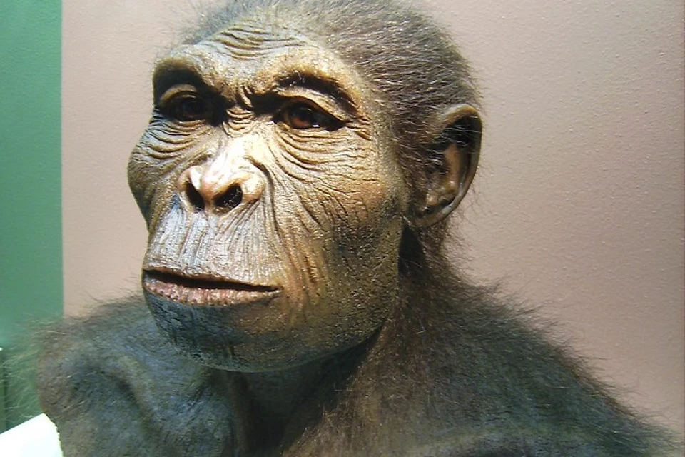 Так, по мнению ученых, мог выглядеть предок человека Homo Habilis, стоянку которого обнаружили в Акушинском районе Дагестана. Фото: Wiki