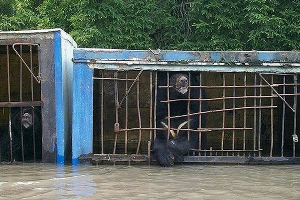 Медведи все еще остаются в своих клетках, как в затопленных капканах
Фото: соцсети