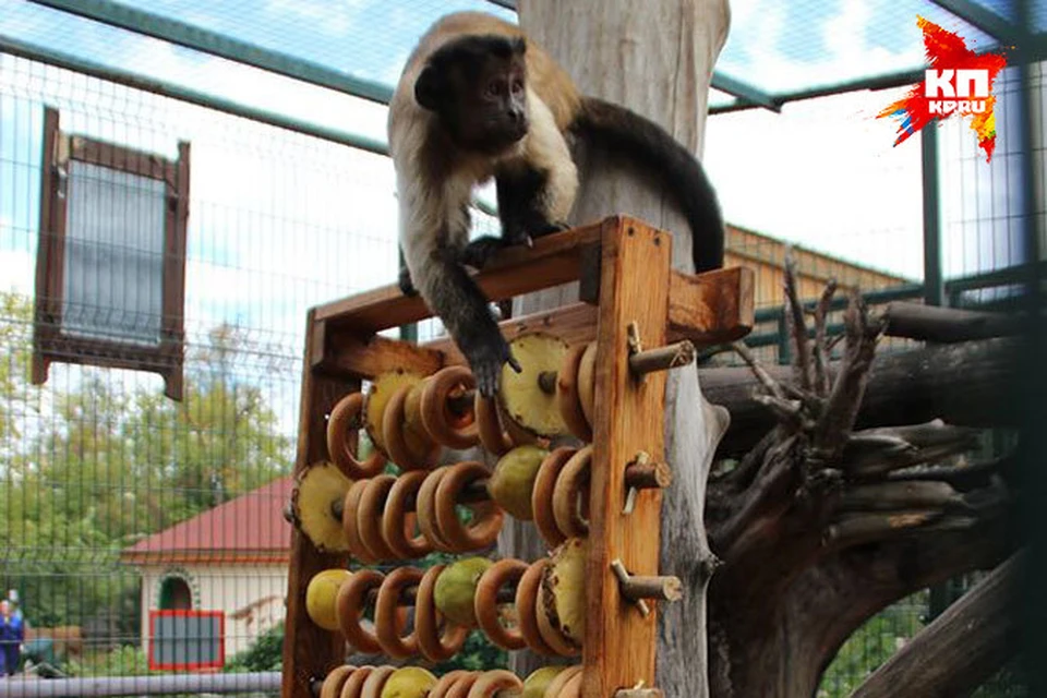 В нижегородском зоопарке 1 сентября обезьянок учили арифметике. Фото: предоставлено зоопарком "Лимпопо".