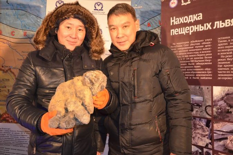 Двух замороженных пещерных львят, найденных  в Якутии, назвали Уяном и Диной. ФОТО: Анастасия Корякина