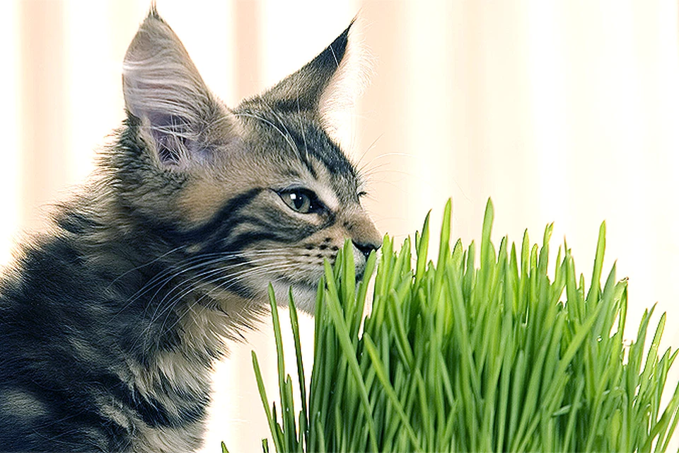 Пьянящий аромат валерианы приводит котов Аптекарского огорода в возбужденное состояние.