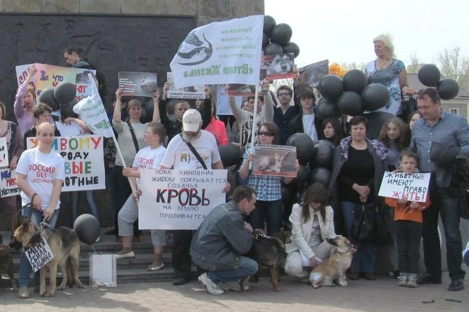 Зоозащитники курганинск