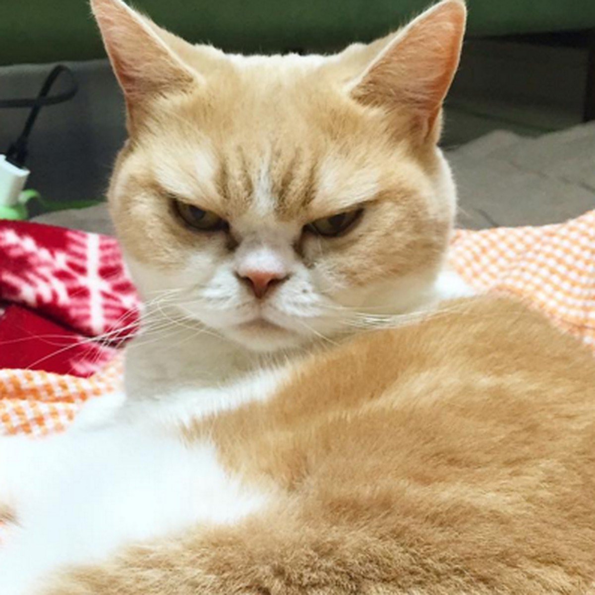 Сердитая кошка из Японии стала новой королевой соцсетей - KP.RU