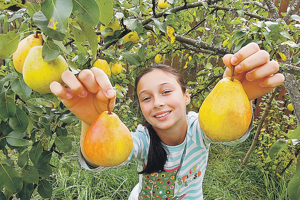 У добрых соседей и урожай богаче - на всех хватит! Фото: Александр КРАСНИК