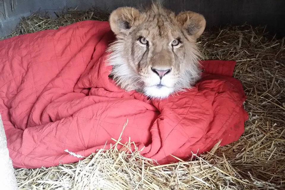 Став взрослым хищником, Ламберт все равно не хочет спать без своего одеяла Фото: In-Sync Exotics Wildlife Rescue and Educational Center
