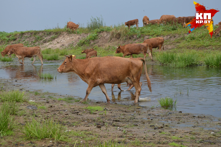 Чтобы мясо стало мраморным, коровам делают массаж и дают пиво