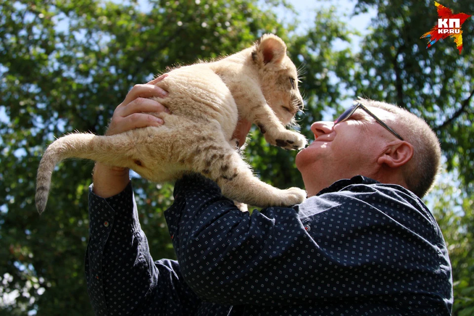 Львицу Аю привезли для льва Алтая в Барнаульский зоопарк