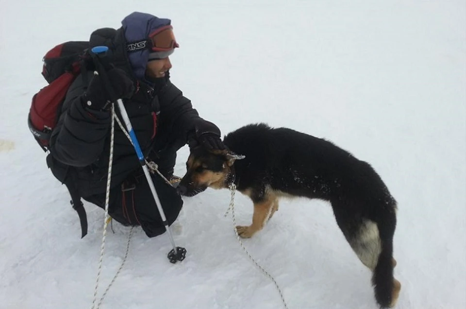 Собака на вершине Эльбруса, казалось, кого-то искала. Фото: https://vk.com/id52266054