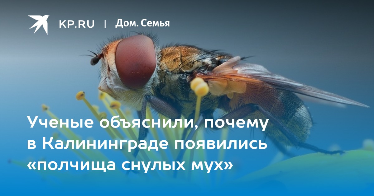 Что означает по приметам, если зимой-весной появилась в доме муха | БЕЛНОВОСТИ | Дзен