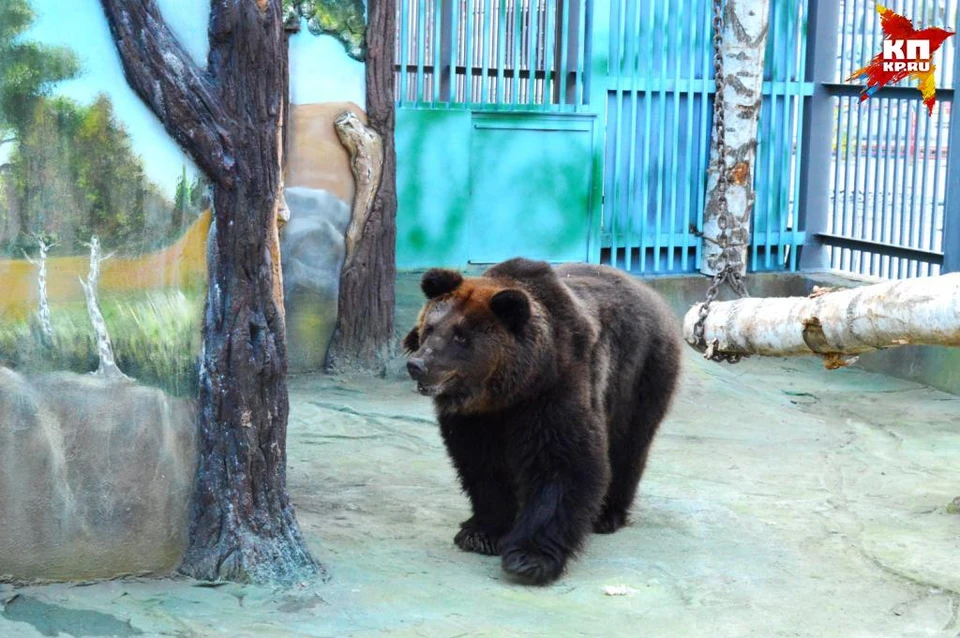 Мишкам сделали новые берлоги Фото: Зоопарк Екатеринбурга
