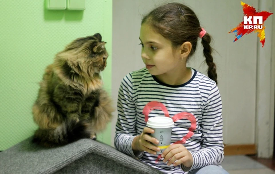Чай, печеньки, и коты - полное умиротворение! Фото Оксана Кононенко.