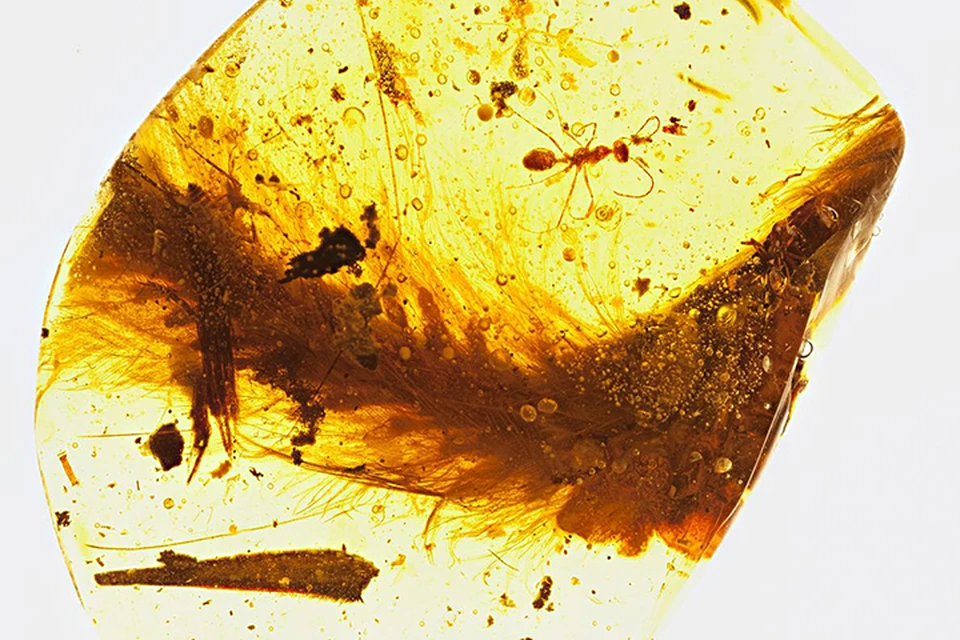 Компьютерная томография и микроскопический анализ подтвердили, что в смоле был заключен фрагмент хвоста детеныша небольшого динозавра. Фото: Royal Saskatchewan Museum
