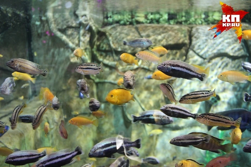 В аквариумах у рыб чистейшая вода