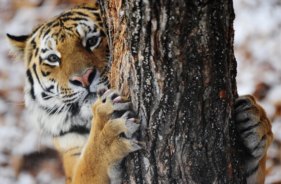 А это тигр Амур из Приморского сафари-парка. Он тоже в Интернете большая знаменитость! Фото: Юрий Смитюк/ТАСС