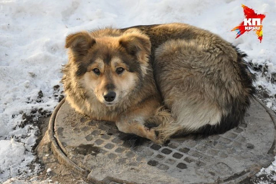 В Усинске зоозащитников обвиняют в том, что они выпускают на улицу слишком много собак