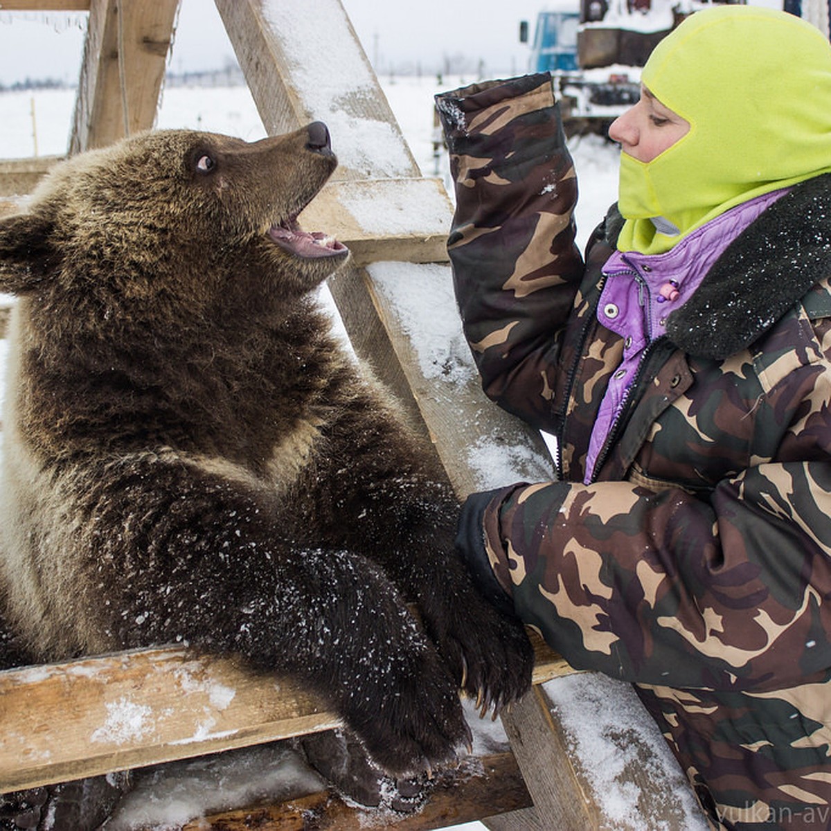 Как медведи устраивают берлоги в лесах европейской части России | Летопись живой природы | Дзен