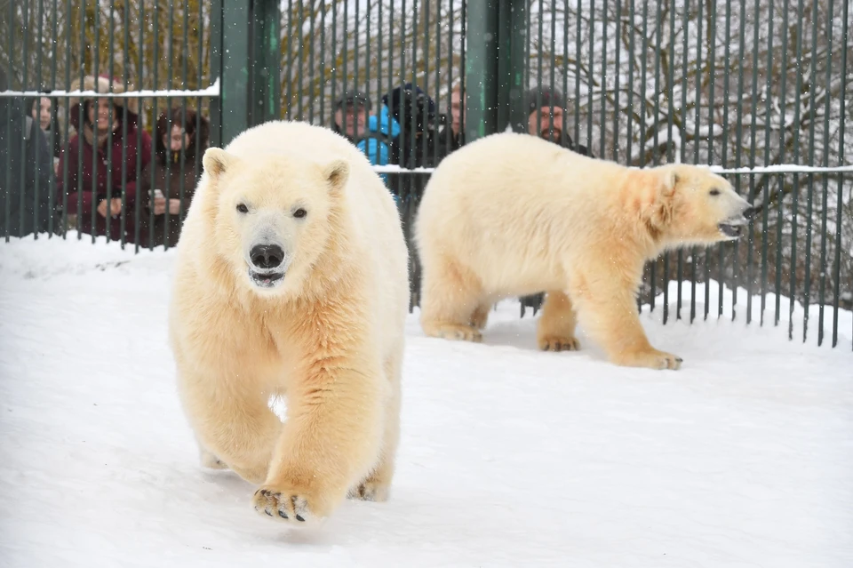 Молодые самцы Белый и Серый вовсю резвятся на московском снегу.